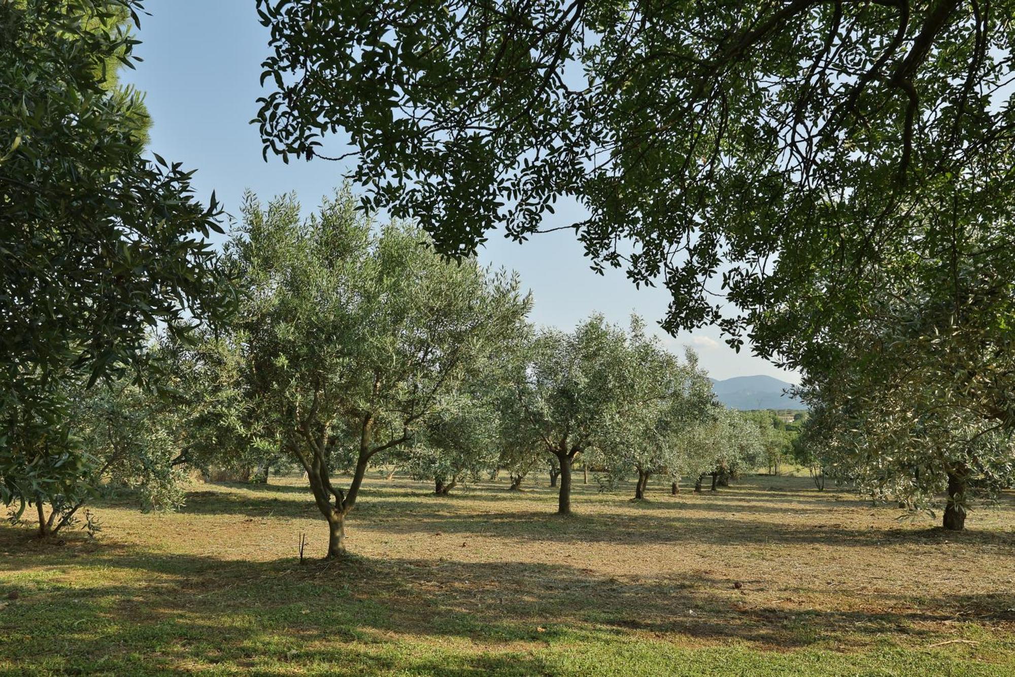 Villa οlives And Vines Seasons Litochoro